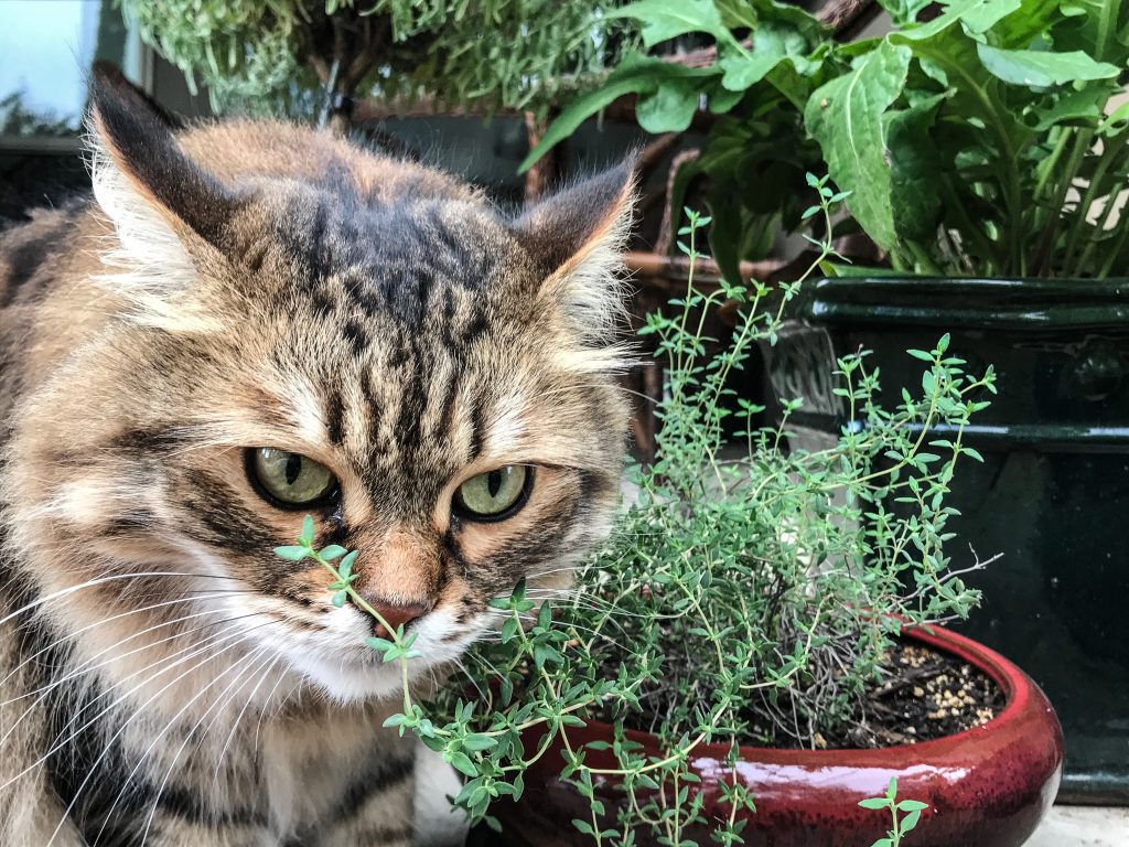 Cat standing by thyme plant