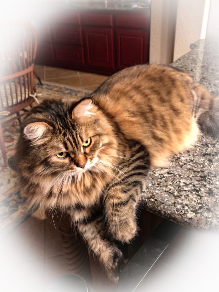 Large cat lying on kitchen countertop