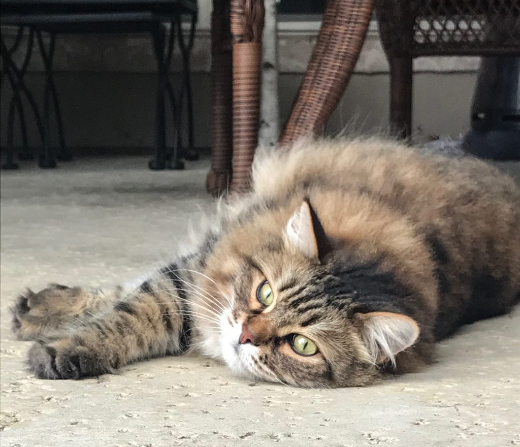 Long-haired cat resting on patio