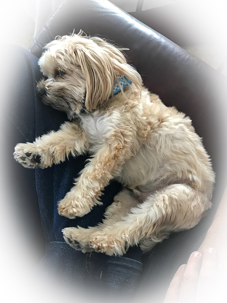 Morkie dog sleeping on someone's lap