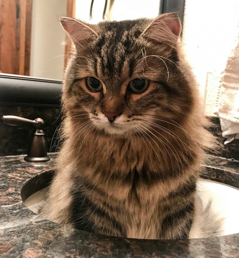 Cat sitting in sink