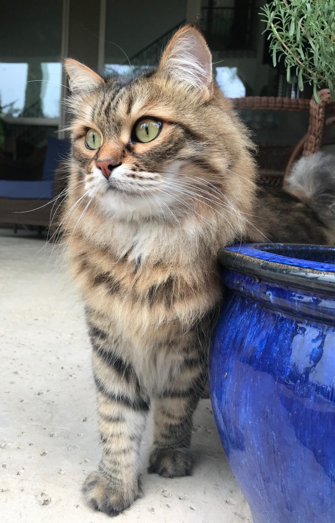 Siberian Russian cat by potted plant